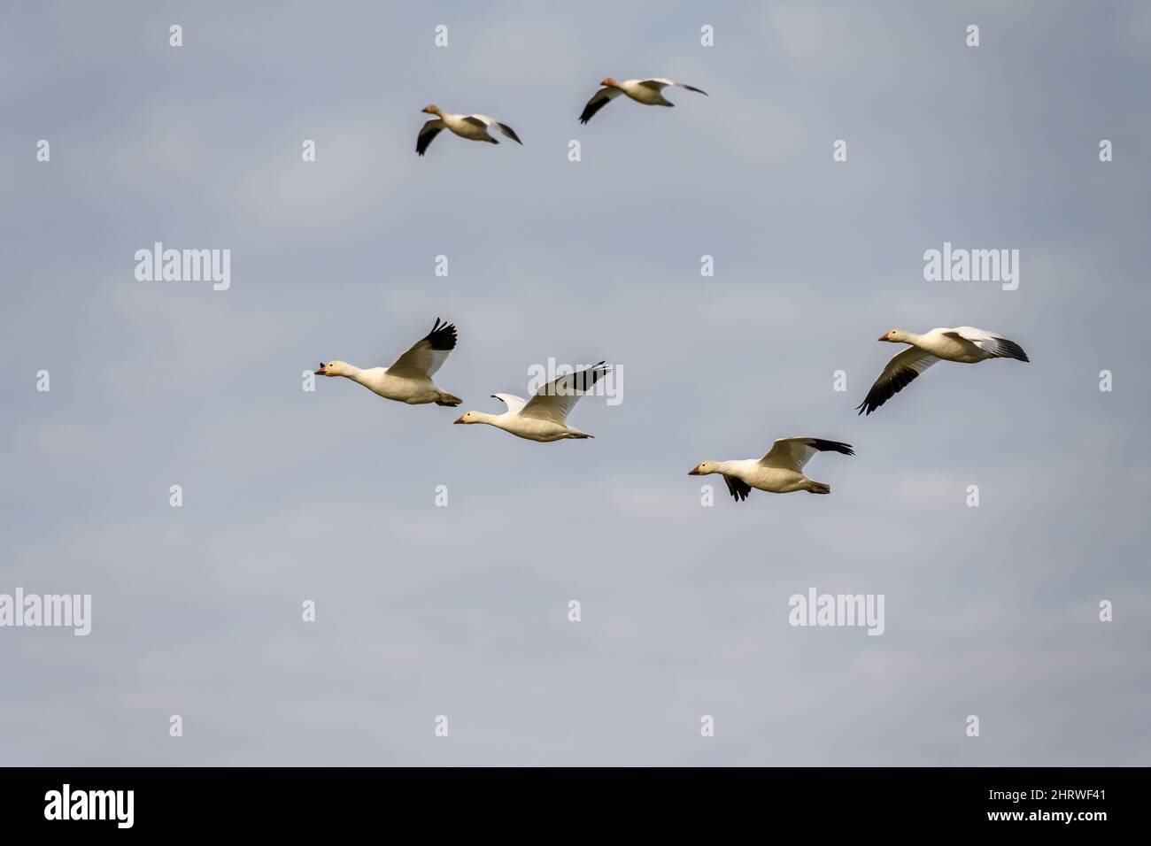 Flock of migratory snow geese flying in to feed in a farmer’s field, overcast and cloudy winter day Stock Photo
