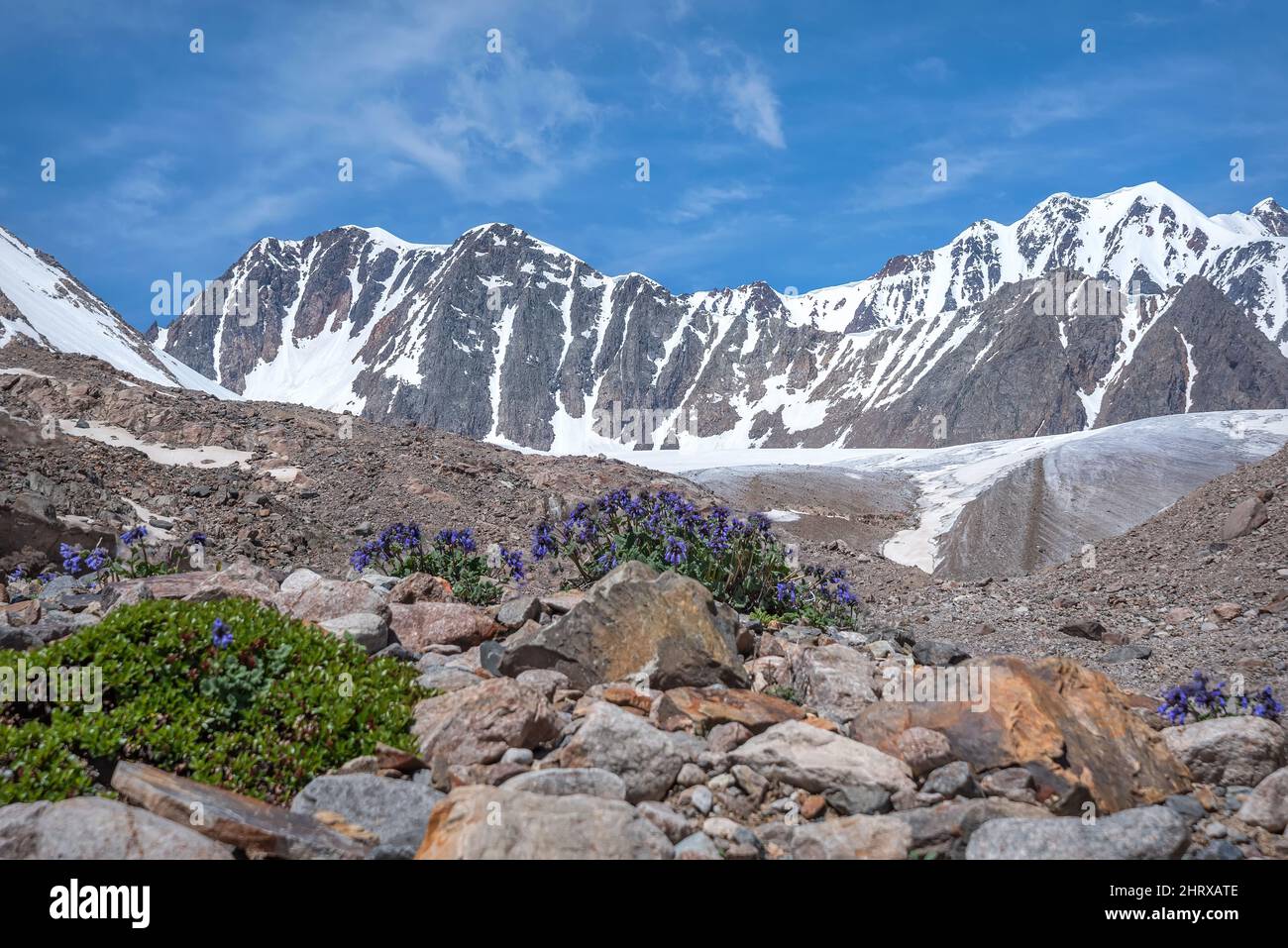 Amazing view with blue wild flowers snakehead (Dracocephalum grandiflorum) on rocks in mountains against glacier and blue sky with clouds in summer. A Stock Photo