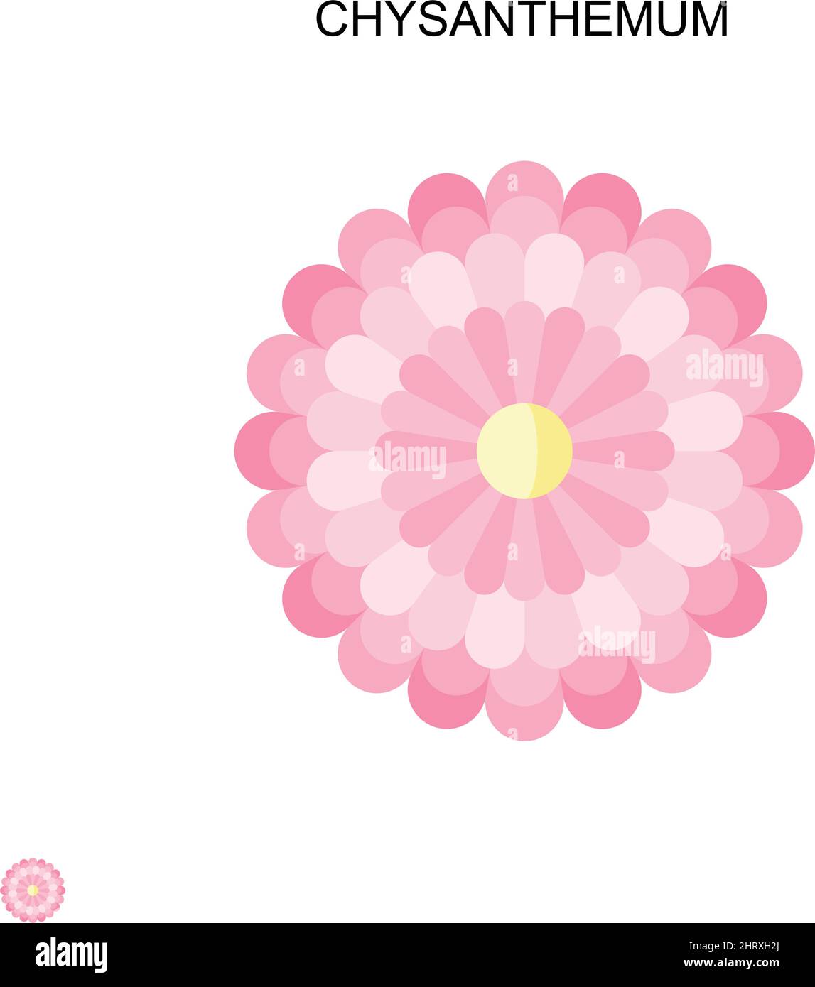 Chysanthemum Simple vector icon. Illustration symbol design template for web mobile UI element. Stock Vector