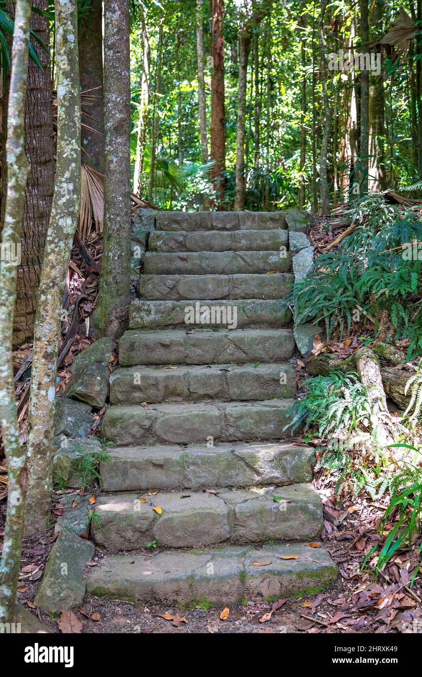 Stone steps leading to another level of a walking track in a tropical ...