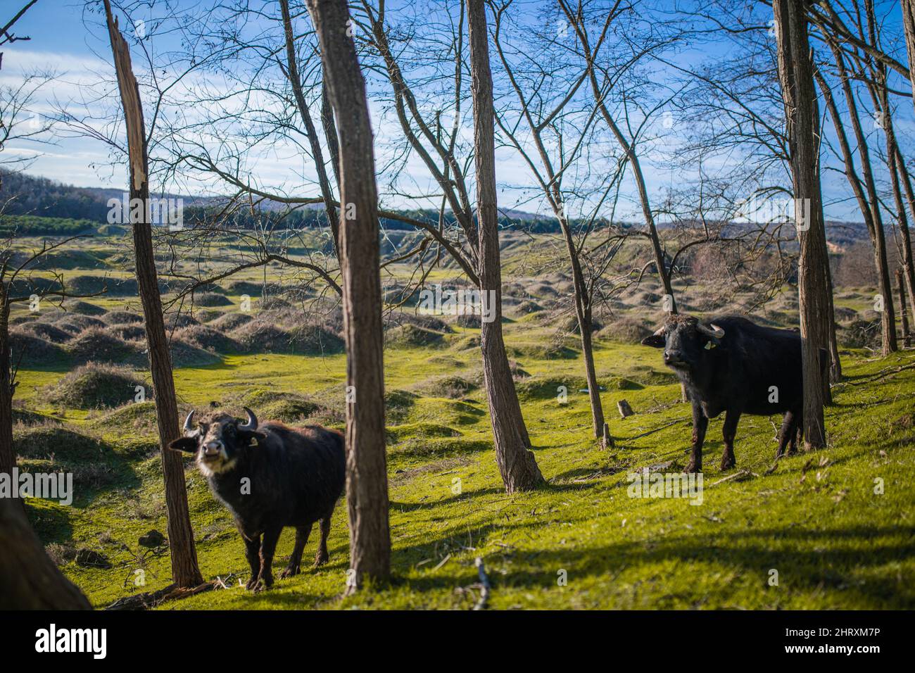 2 cows are grazing on the grass Stock Photo - Alamy
