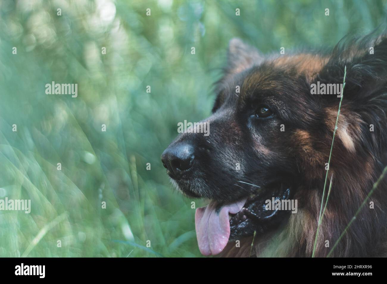 Long coat German shepherd dog in the grass Stock Photo Alamy