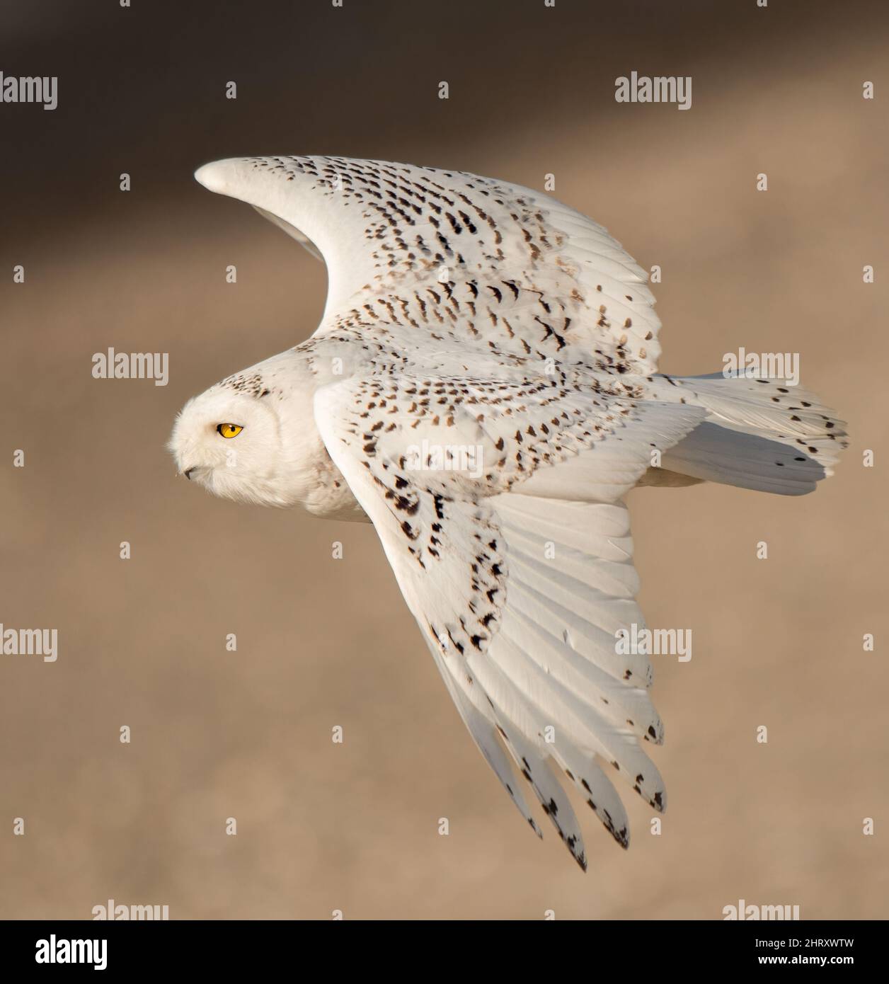 Black garden owl hi-res stock photography and images - Alamy