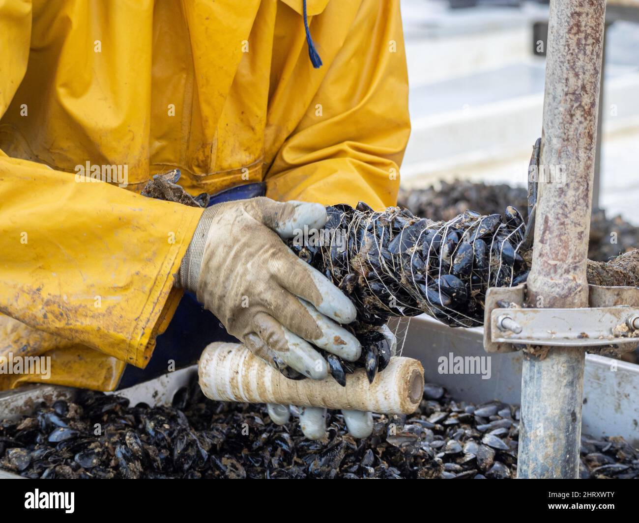 Fishermen embedding mussels in a rope for industrial seafood farming ...