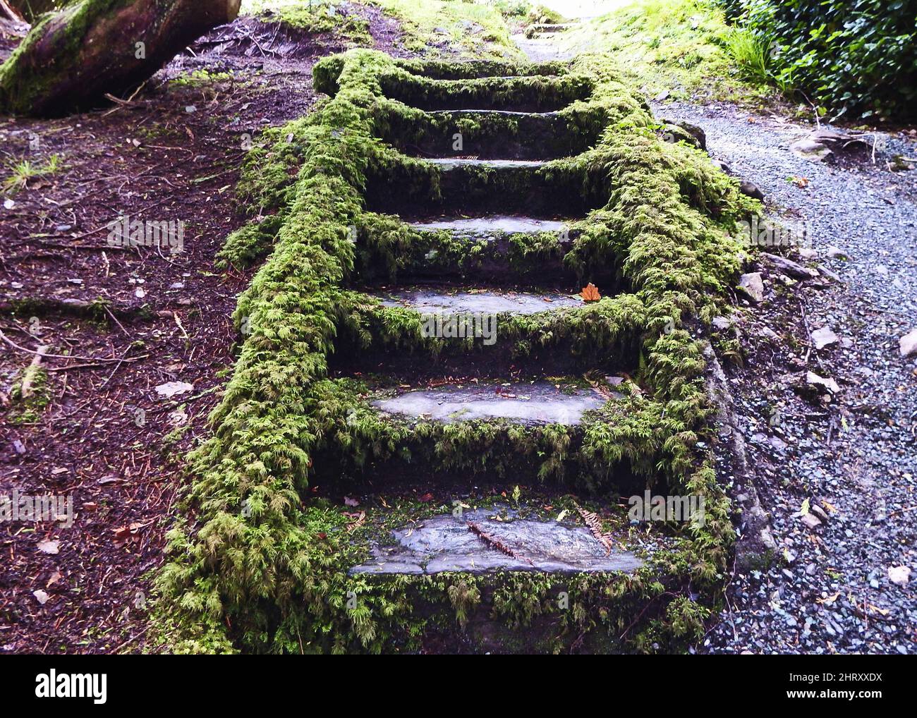 Beautiful shot of a pathway in a forest during the day Stock Photo - Alamy
