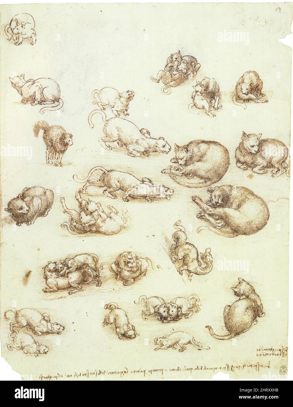 LEONARDO DA VINCI.STUDIES OF CATS.A DRAGON AND OTHER ANIMALS.1513-1515.PEN AND INK AND WASH OVER CHALK.271 MM X 204 MM Stock Photo