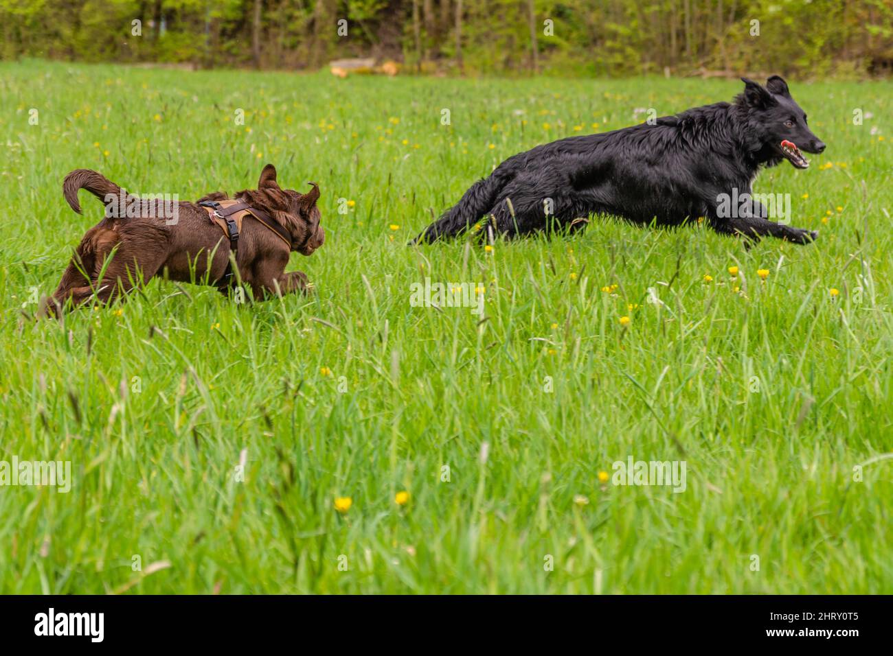 Closeup of dogs running in the meadow Stock Photo - Alamy