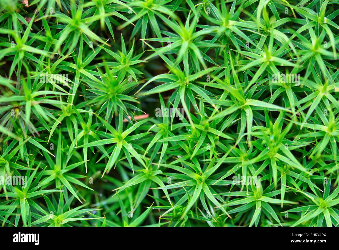 Natural background with cushion of moss (Mniaceae) Stock Photo