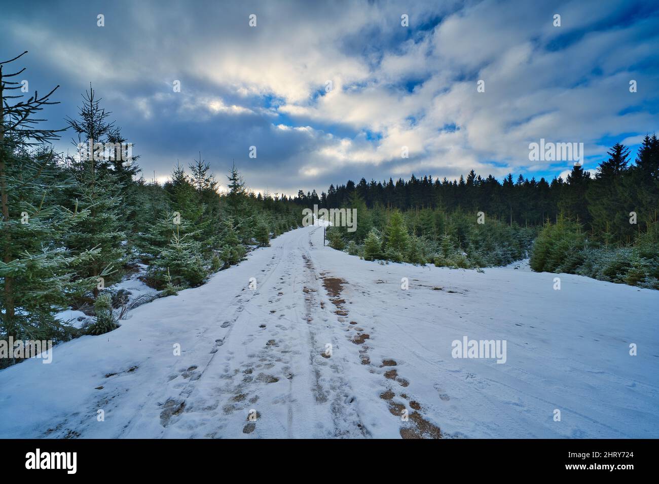 Snow-covered coniferous forest in a mountainside Stock Photo - Alamy