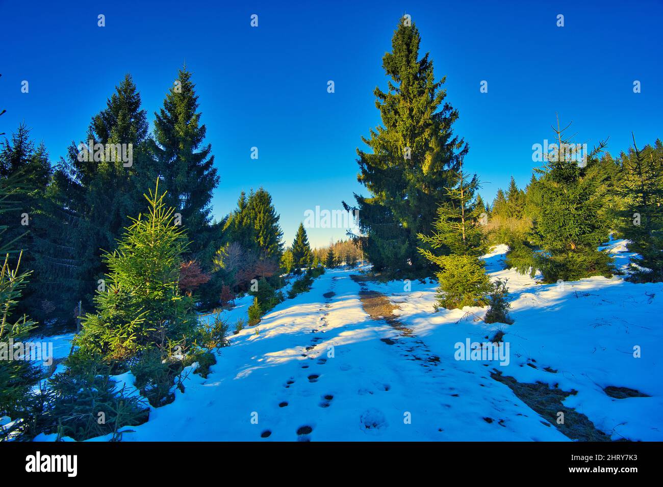 Snow-covered coniferous forest in a mountainside Stock Photo - Alamy
