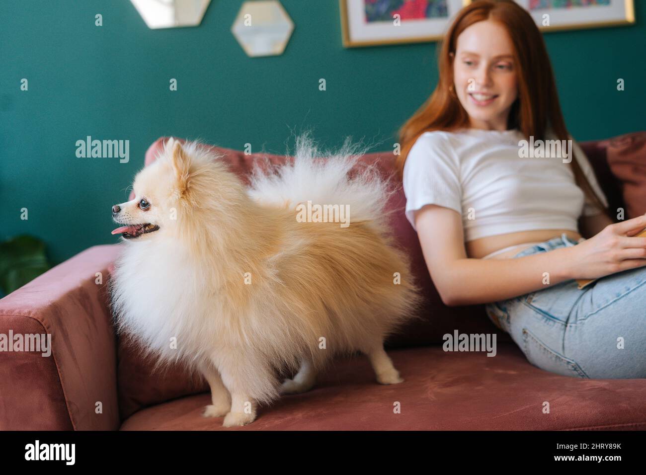 Redhead beautiful young woman reading book lying on cozy sofa with pretty miniature Spitz pet dog at apartment with modern light interior. Stock Photo