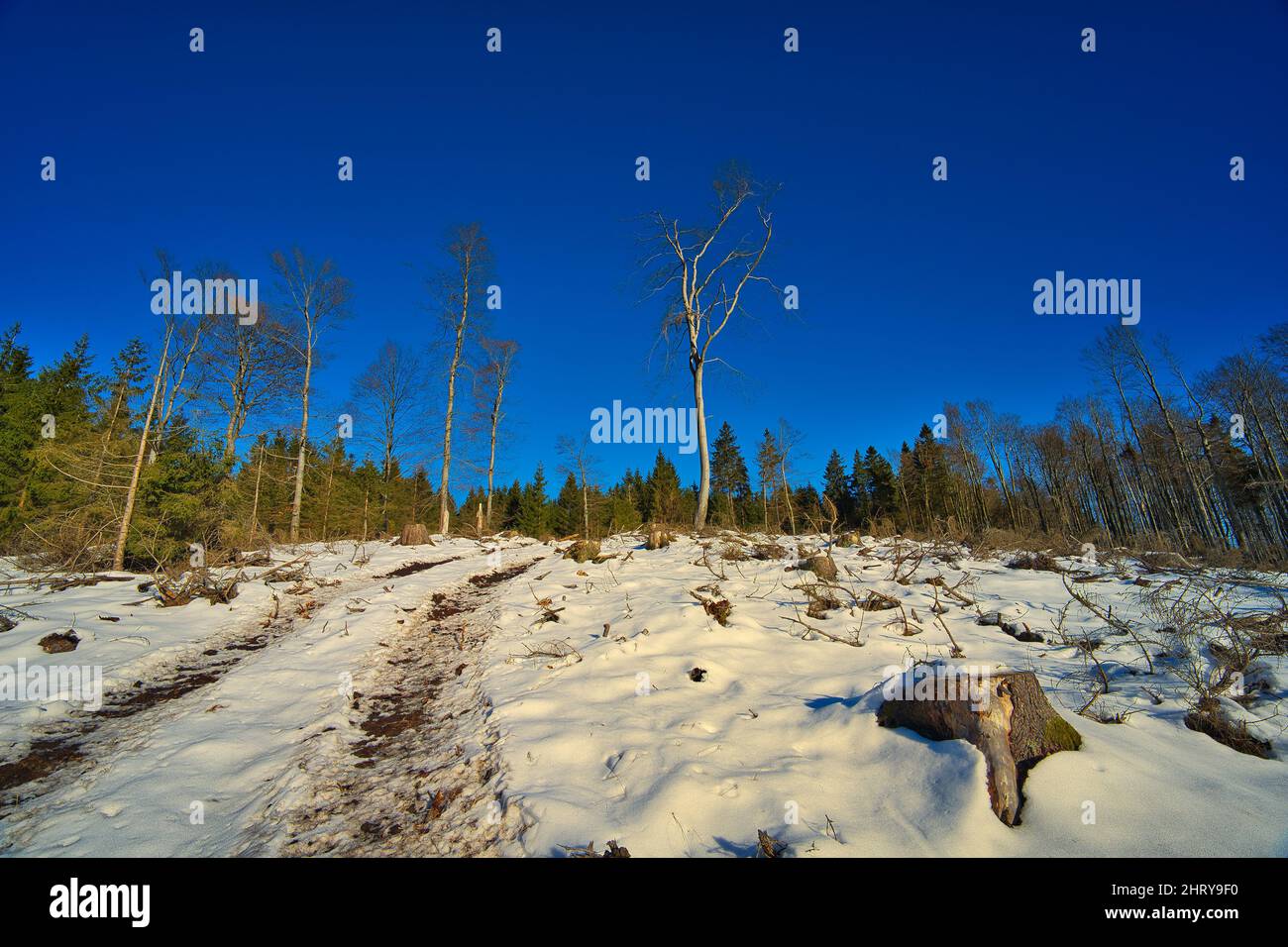 Snow-covered coniferous forest in a mountainside Stock Photo - Alamy