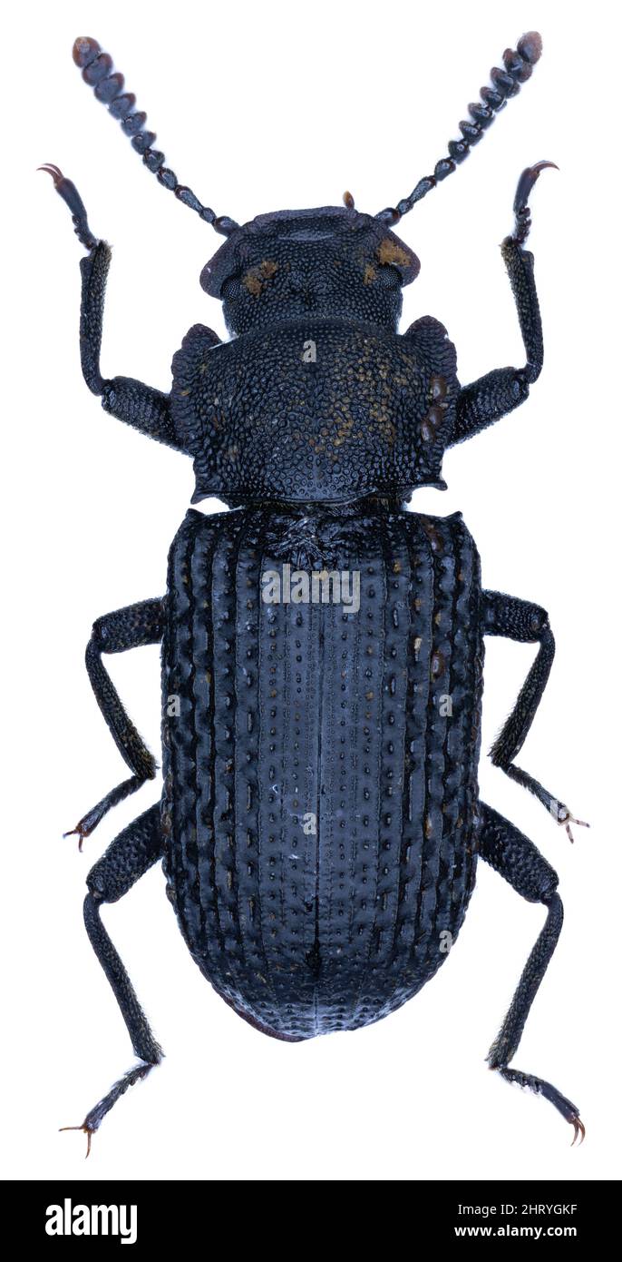 Bolitophagus reticulatus beetle specimen Stock Photo