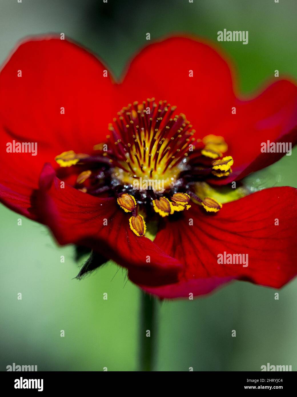 Macro shot of a red blossom Potentilla nepalensis flower Stock Photo