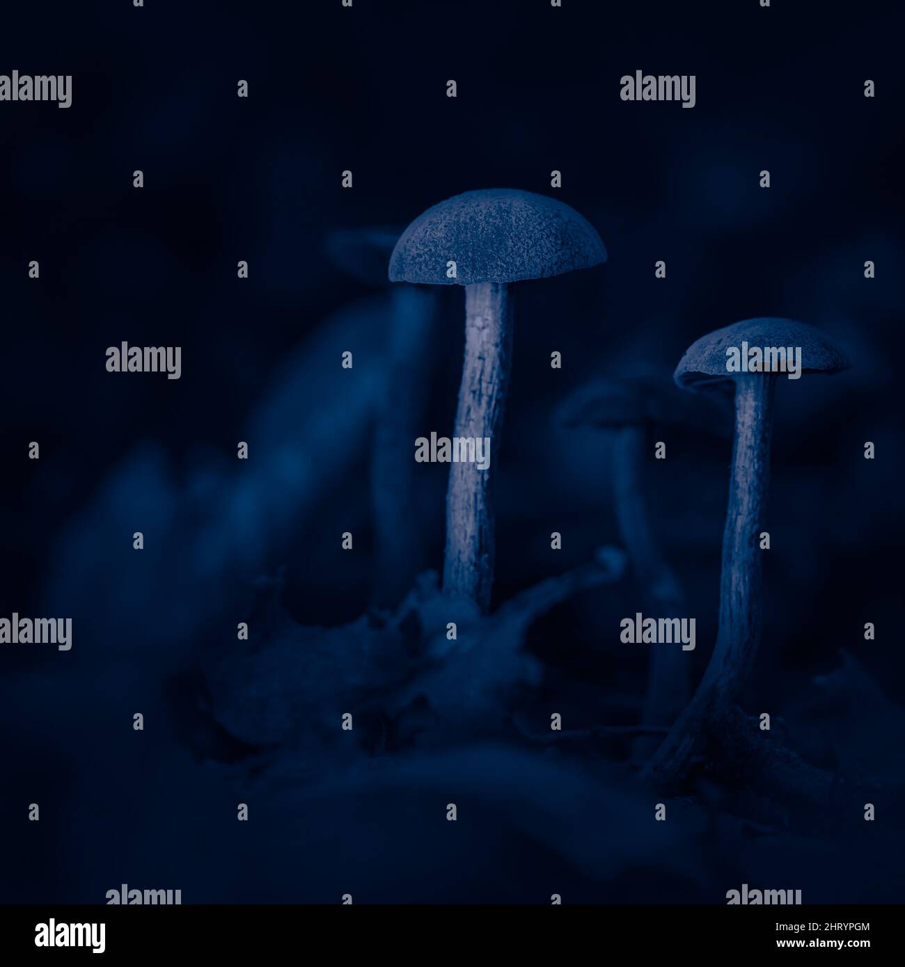 Closeup shot of mycena mushrooms Stock Photo