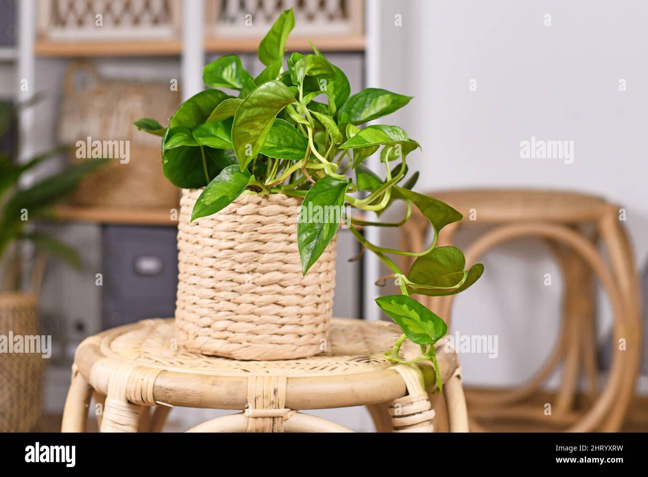 Tropical 'Epipremnum Global Green' houseplant in flower pot on table in living room Stock Photo