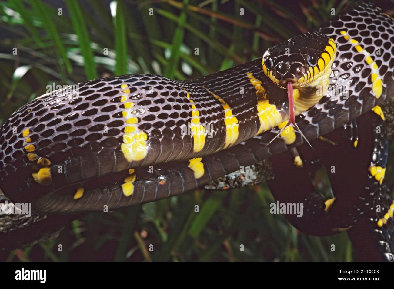 Gold-ringed cat snake (Boiga dendrophila), with tongue flicking, rear fanged and mildly venomous. Malay Peninsula Stock Photo