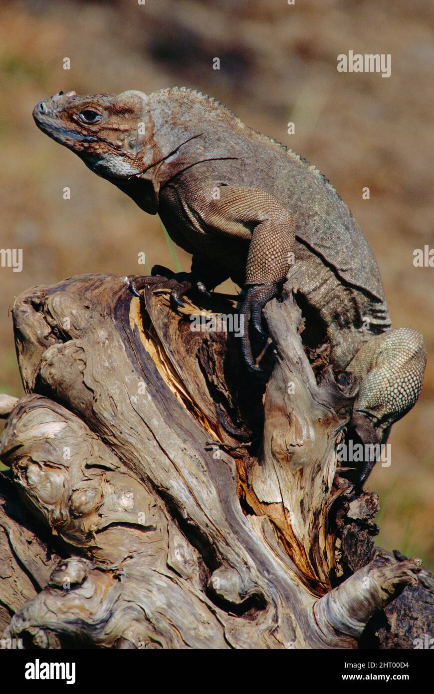 Rhinoceros iguana (Cyclura cornuta), Haiti Stock Photo