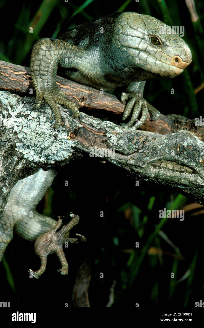 Solomon Island skink (Corucia zebrata), in tree, showing the long and sharp claws. An exotic pet species. Solomon Islands Stock Photo