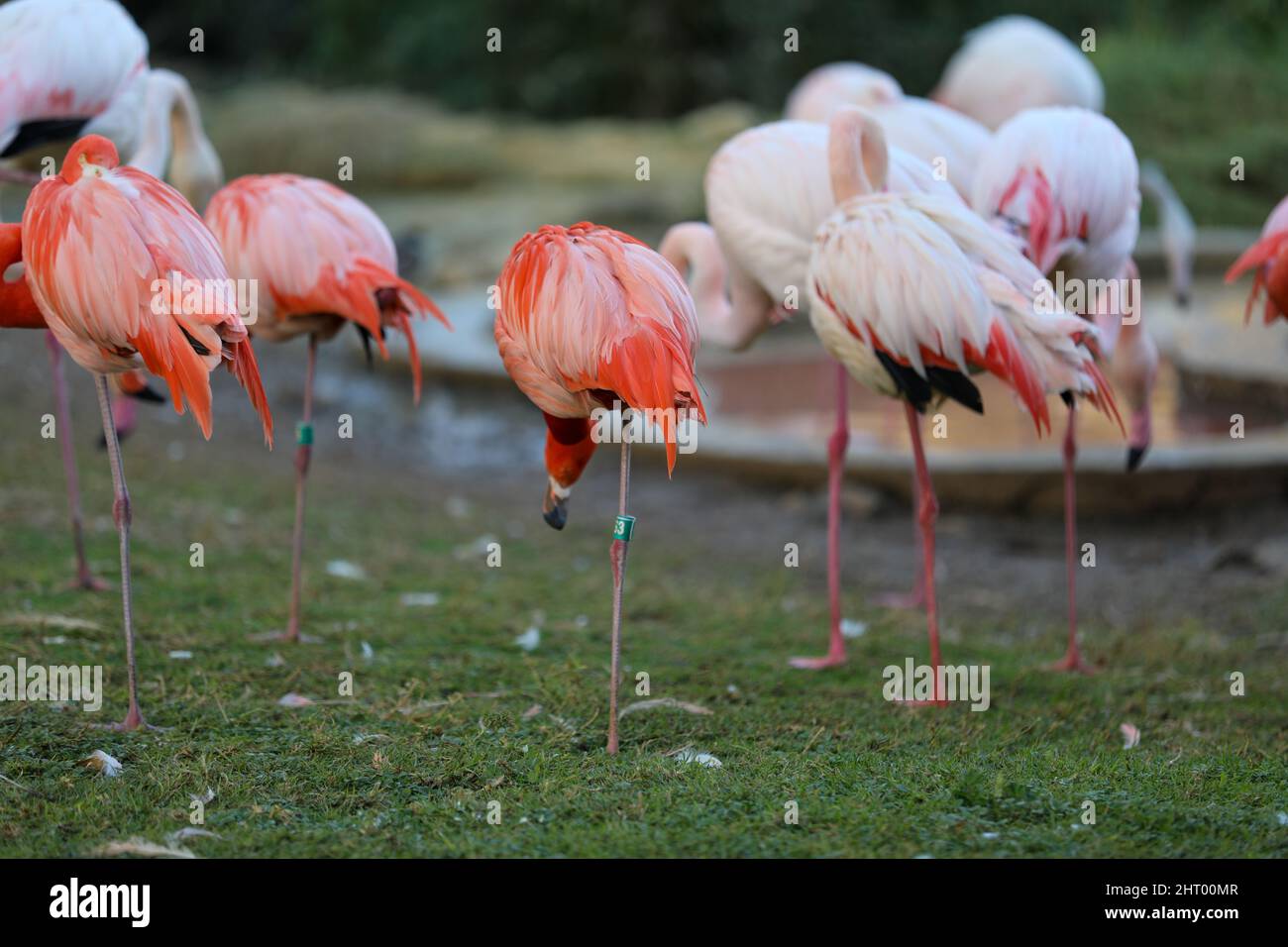Pink Adult Flamingo on a Grass Ground Stock Photo