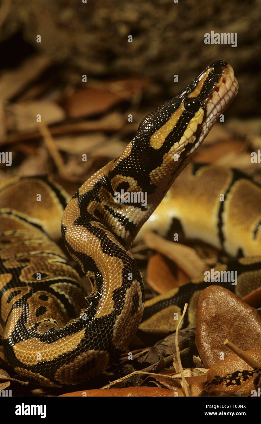 Ball python (Python regius), captive specimen with head raised. United States Stock Photo