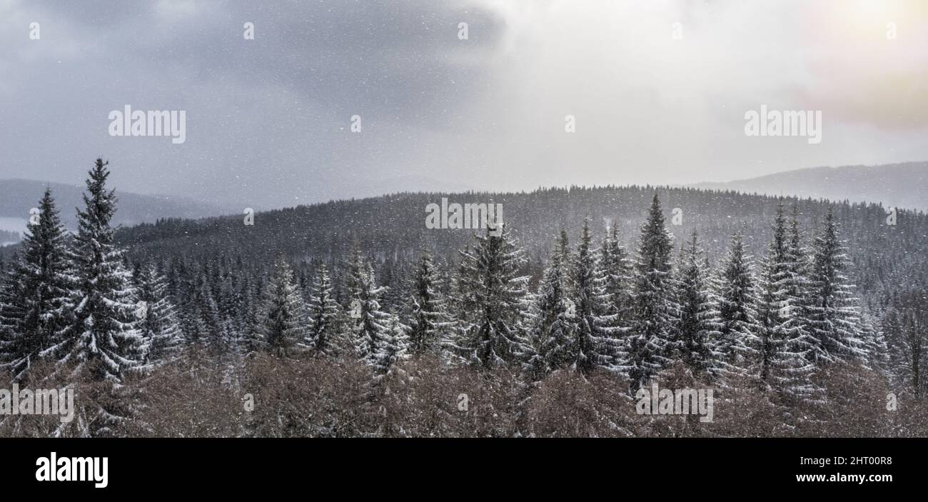 Beautiful landscape with pine trees in a snowy forest Stock Photo - Alamy