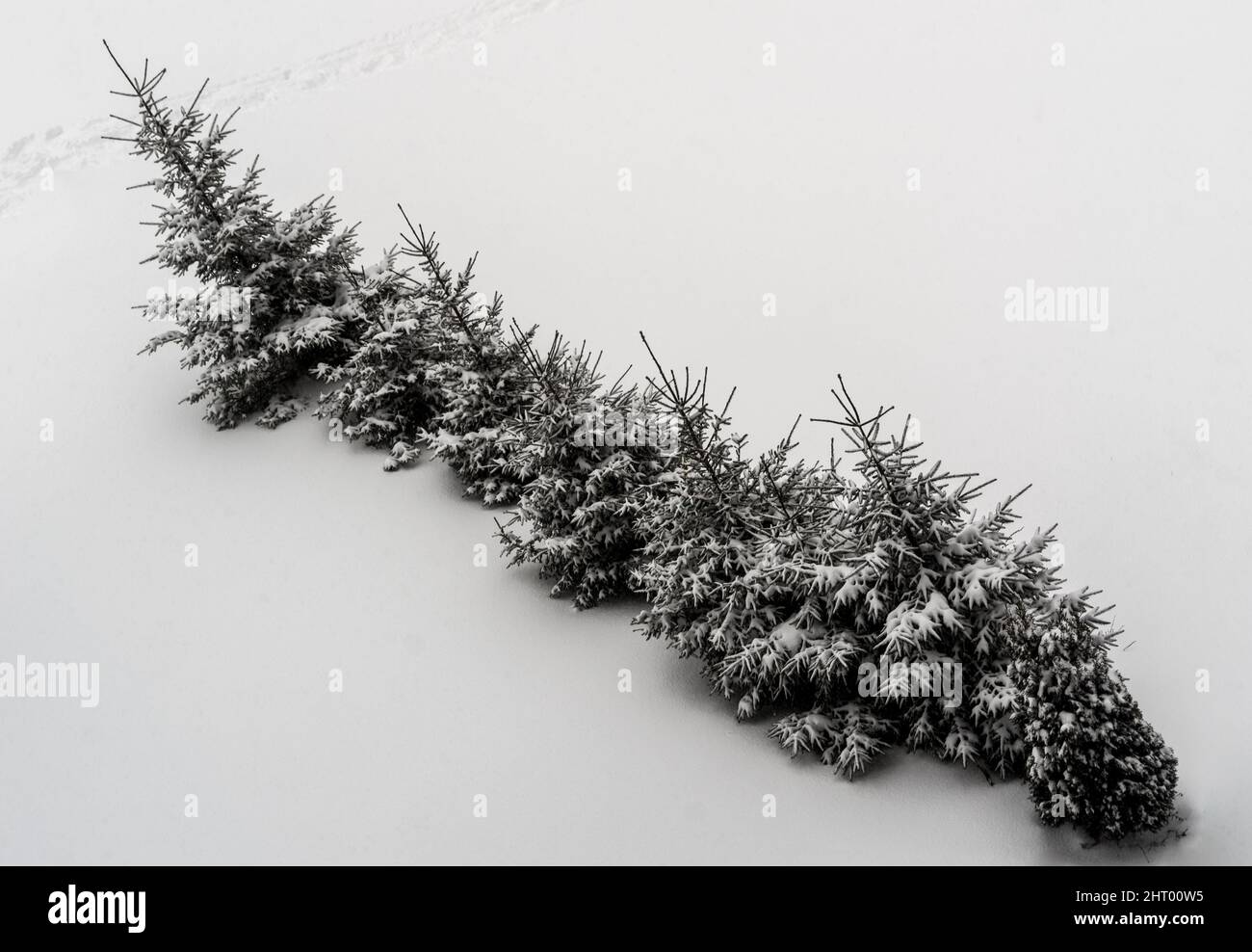 Beautiful landscape with pine trees in a snowy forest Stock Photo - Alamy