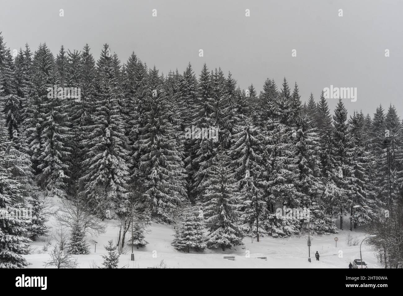 Beautiful landscape with pine trees in a snowy forest Stock Photo - Alamy