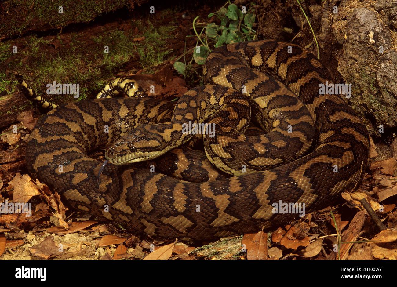 Carpet python (Morelia spilota variegata), coiled on leaf litter with tip of tongue extended. United States Stock Photo