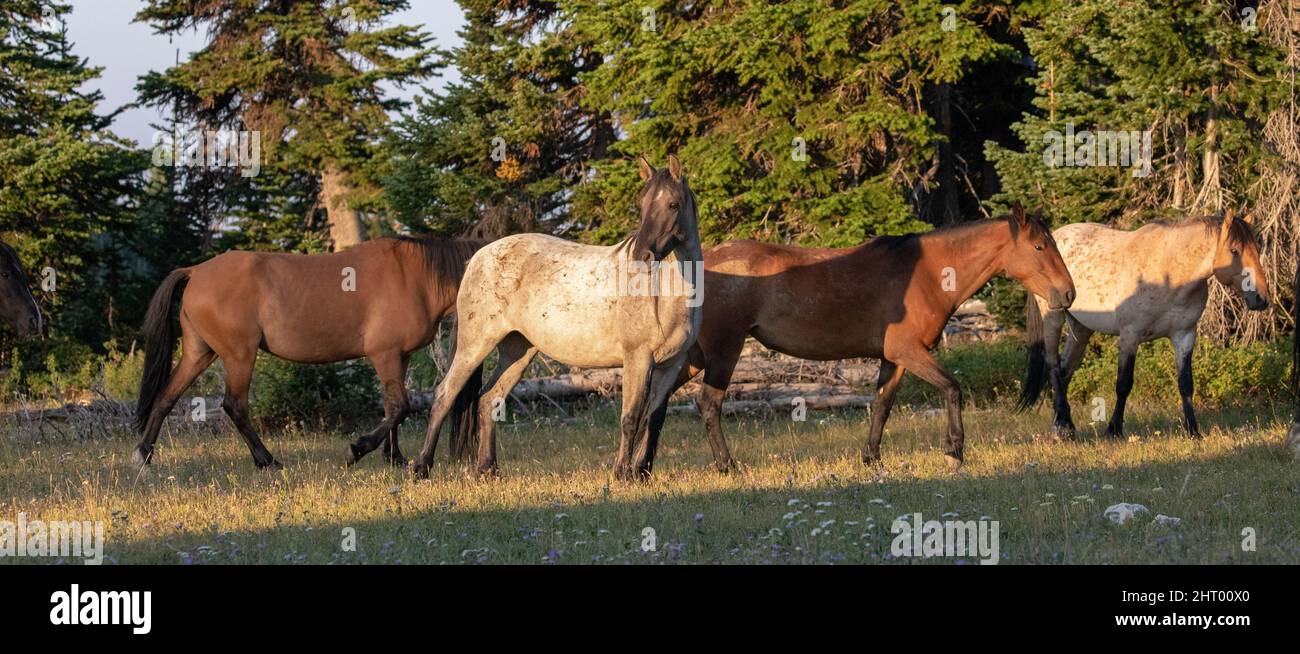 Blue roan mare wild horse with three other mustangs in the early morning light in the Pryor Mountains of  Wyoming United States Stock Photo