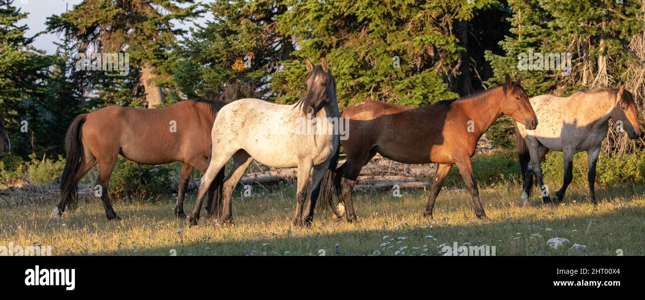 Herd of four wild horses in the early morning light in the Pryor Mountains of  Wyoming United States Stock Photo
