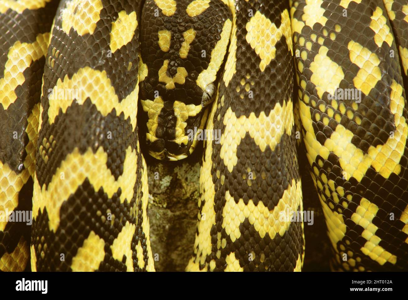 Carpet python (Morelia spilota variegata), close up, coiled snake with