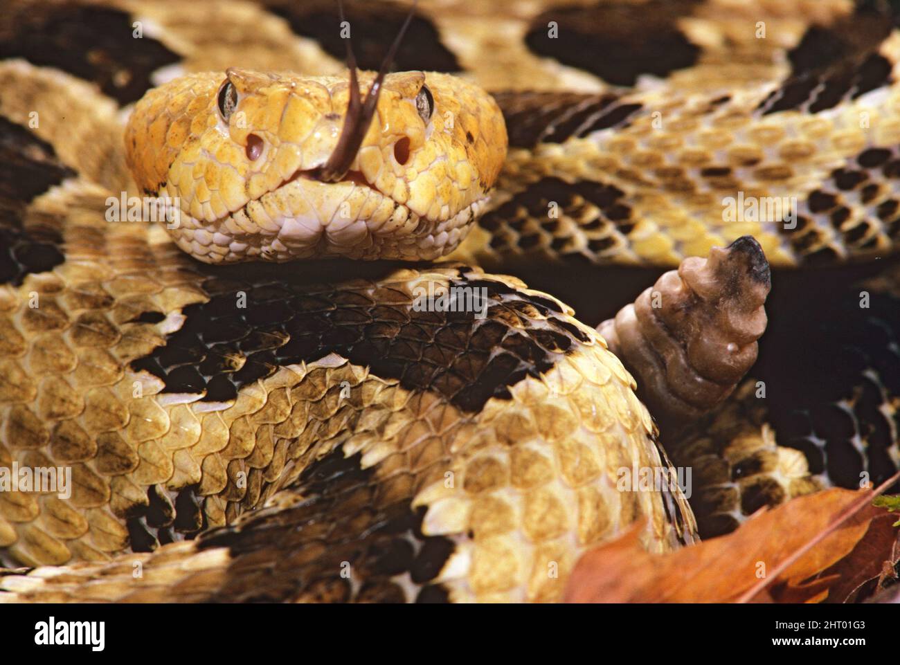 Timber rattlesnake (Crotalus horridus), with forked tongue extended and tip of rattle showing. Note heat-sensing pit organs located between the eye an Stock Photo