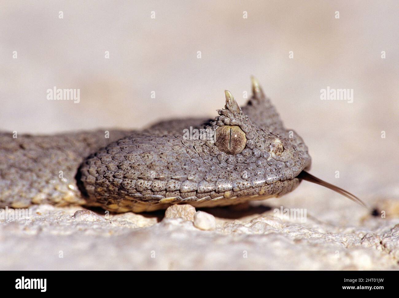 Desert horned viper (Cerastes cerastes), head showing the supraocular horns, tongue extended. Northern Africa Stock Photo