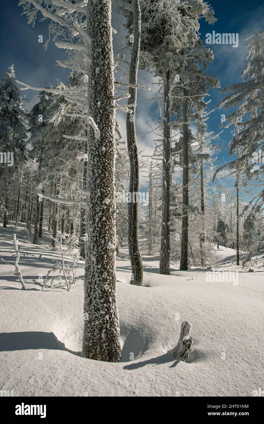 Snow in Beskids mountains near Szyndzielnia, Klimczok and Blatnia, Silesia, Poland Stock Photo