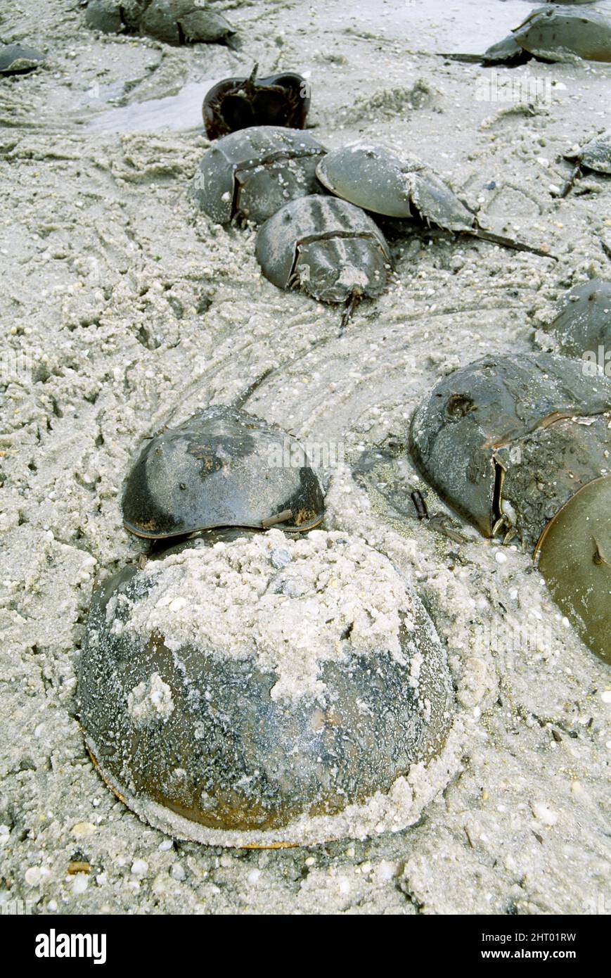 Atlantic horseshoe crab (Limulus polyphemus), Delaware Bay, New Jersey