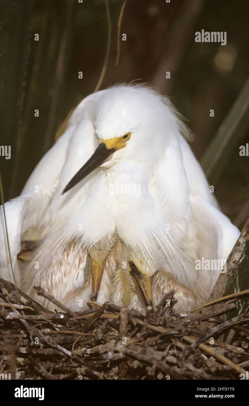 Snowy egret Egretta thula female with two chicks at nest Florida, USA Stock Photo