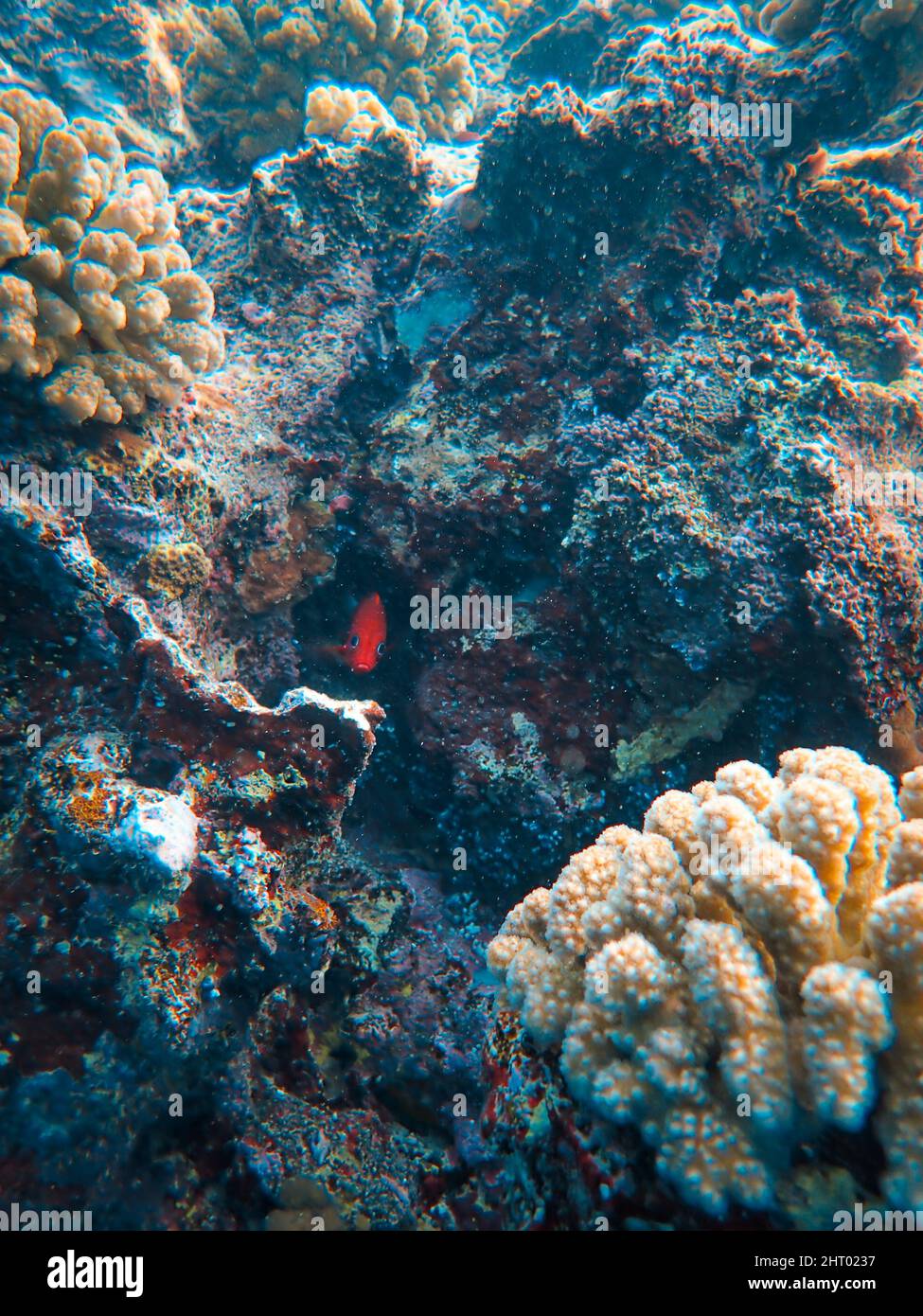 Underwater scene with coral reef and tropical fish Stock Photo - Alamy