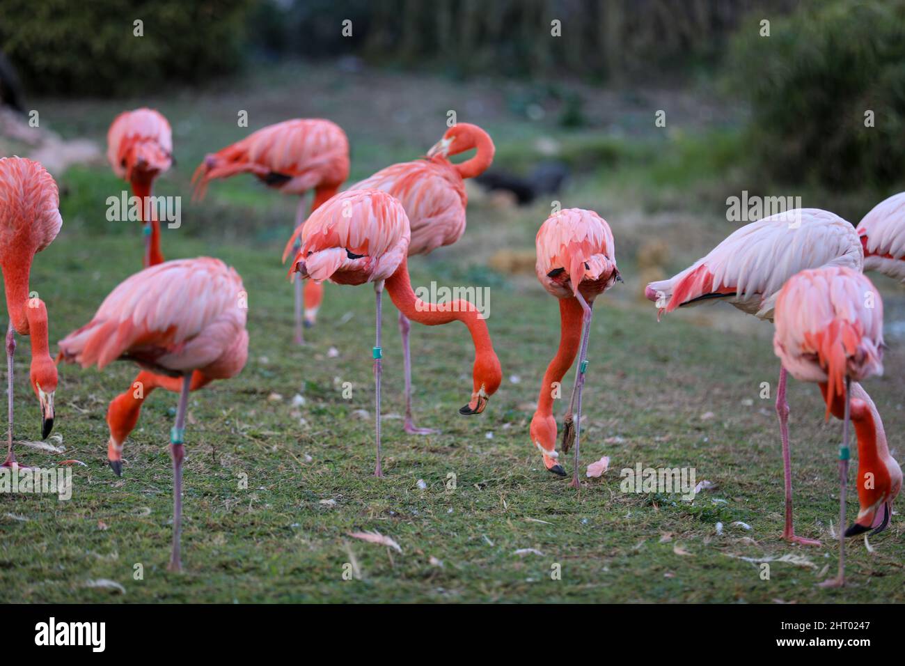Pink Adult Flamingo on a Grass Ground Stock Photo