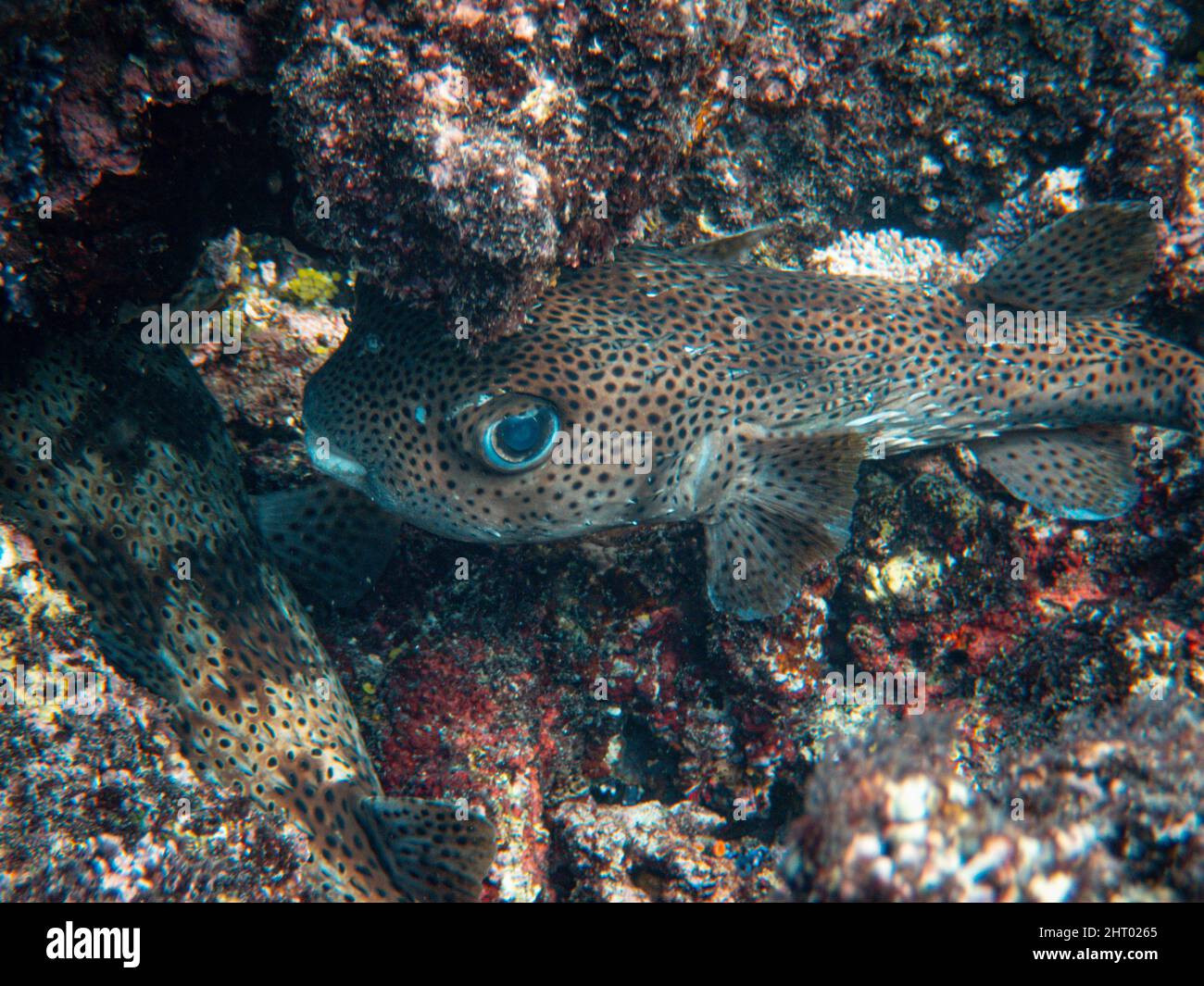 Underwater scene with coral reef and tropical fish Stock Photo - Alamy