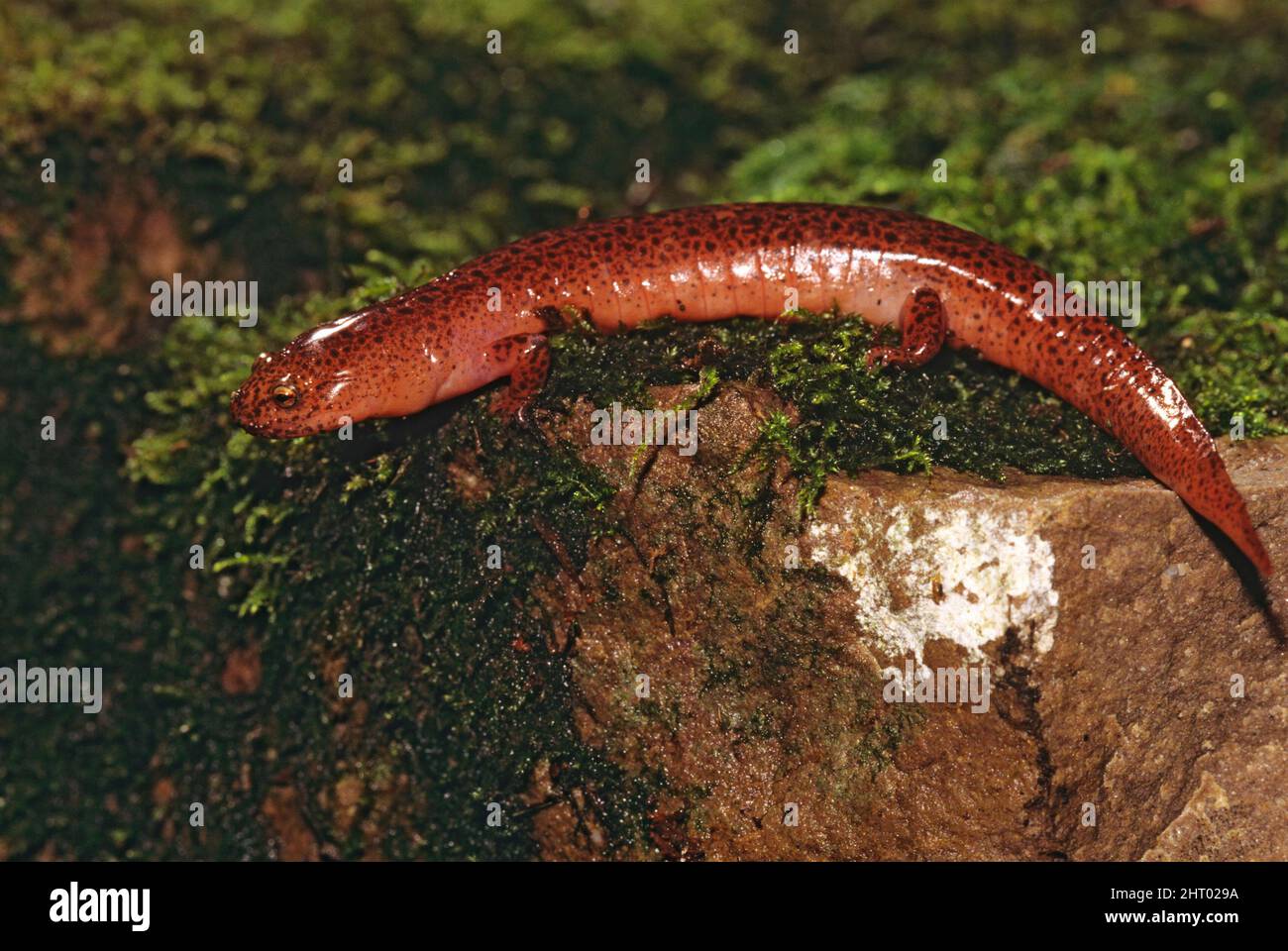 Northern red salamander (Pseudotriton ruber), Pennsylvania, USA Stock