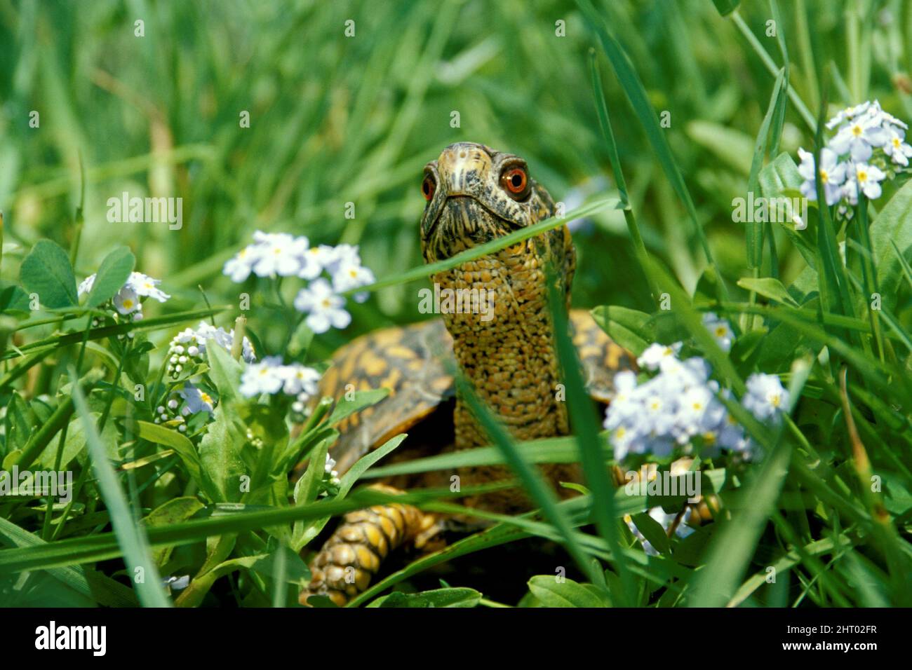 Eastern box turtle (Terrapene carolina carolina), male among grass and wildflowers. Males have red eyes. Pennsylvania, USA Stock Photo