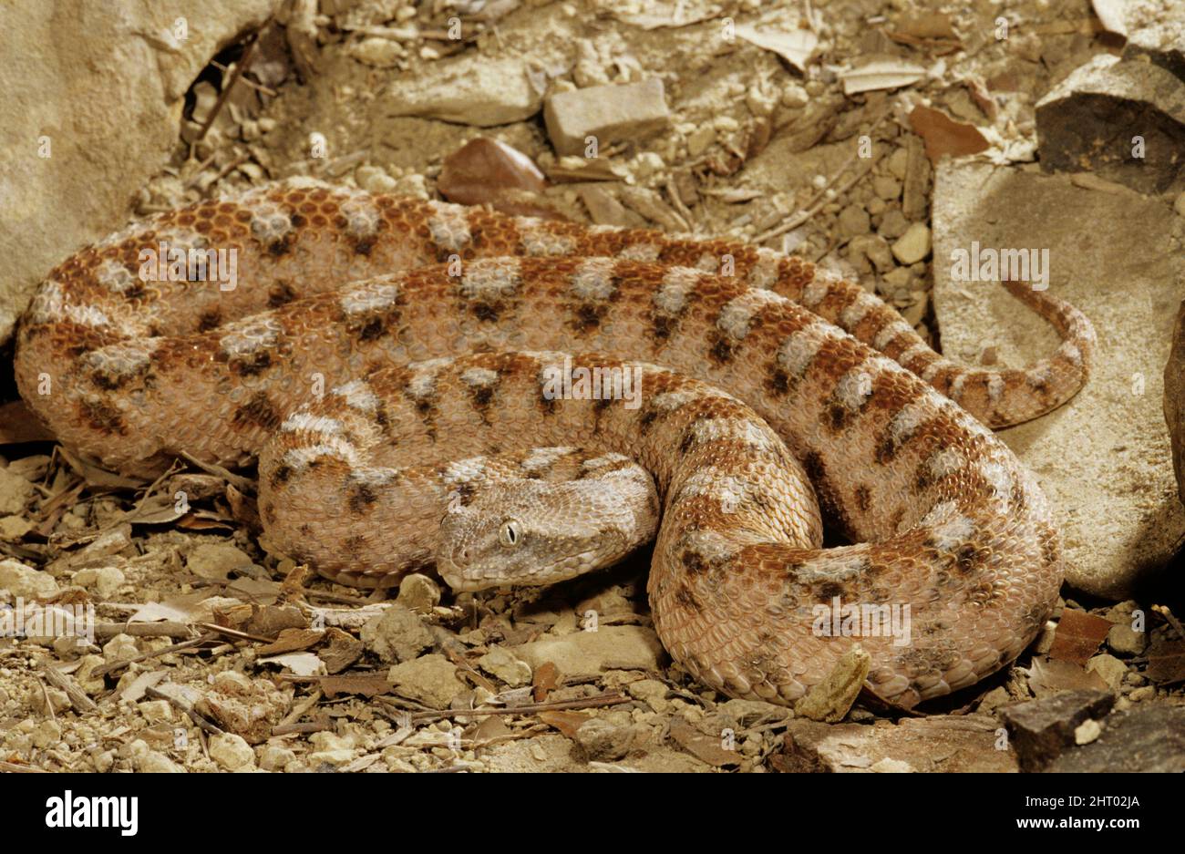 Painted saw-scaled viper (Echis coloratus), a venomous snakes which occurs in rocky deserts in the Middle East. Arabian Peninsula Stock Photo