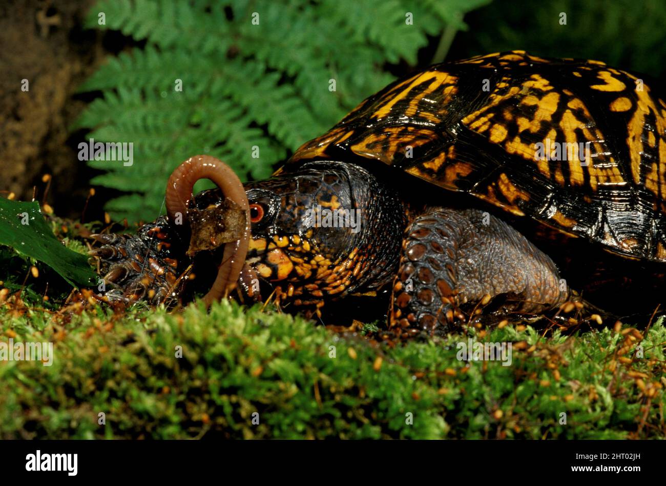 Eastern box turtle (Terrapene carolina carolina), eating a worm. Pennsylvania, USA Stock Photo