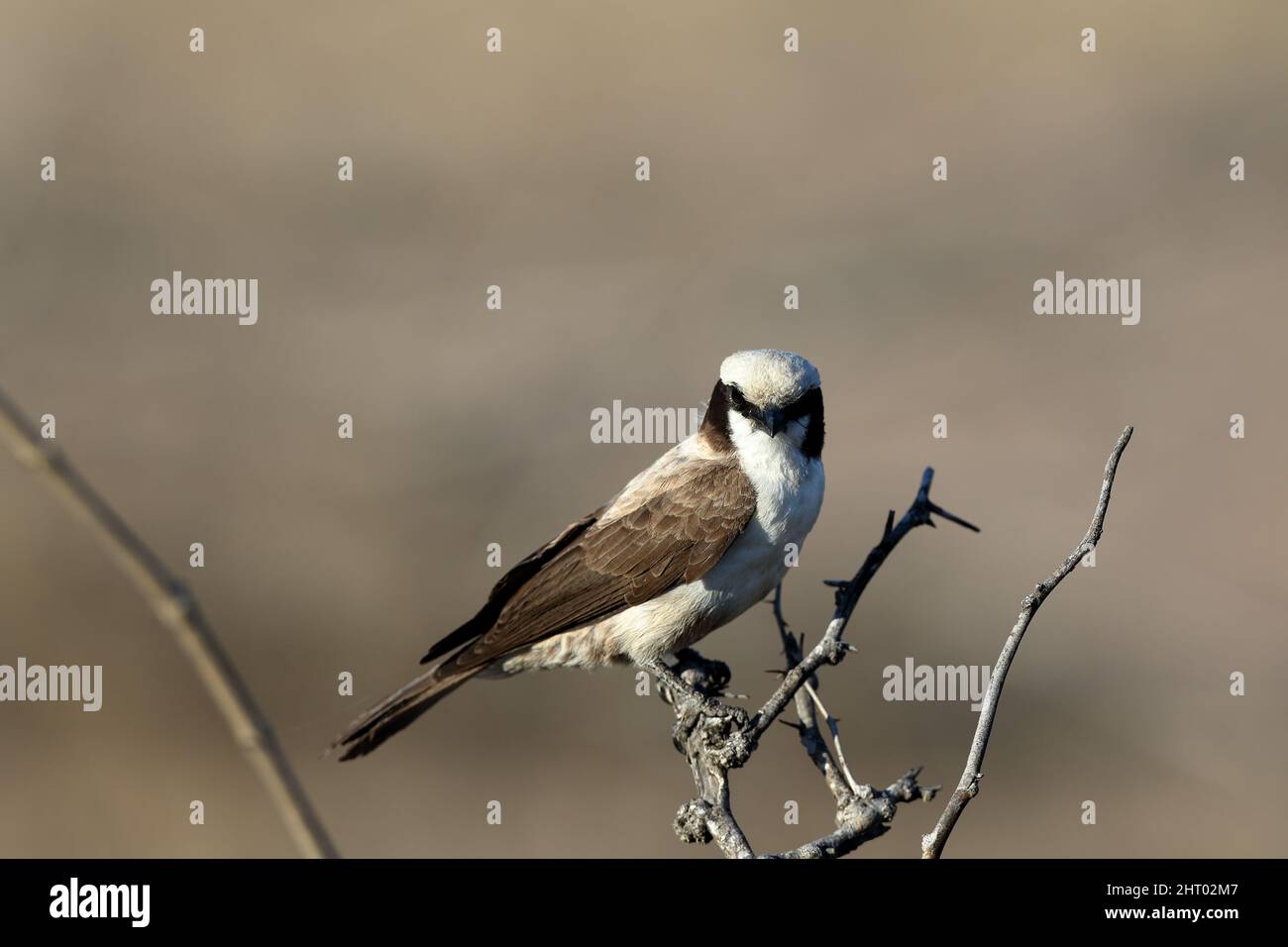 Closeup shot of a Southern White-crowned Shrike sitting on a branch Stock Photo