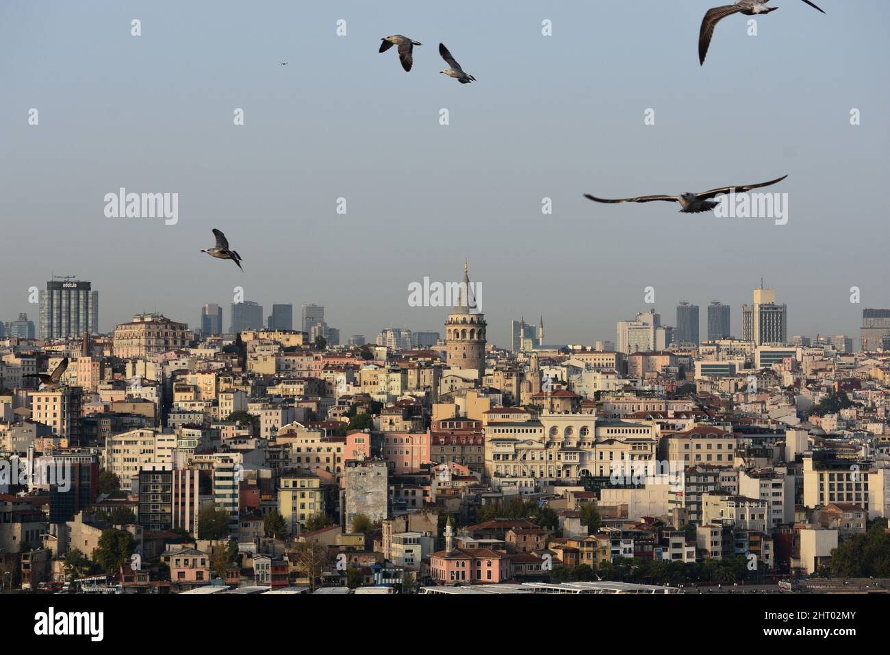 Scenic cityscape of Istanbul with birds flying above the buildings ...