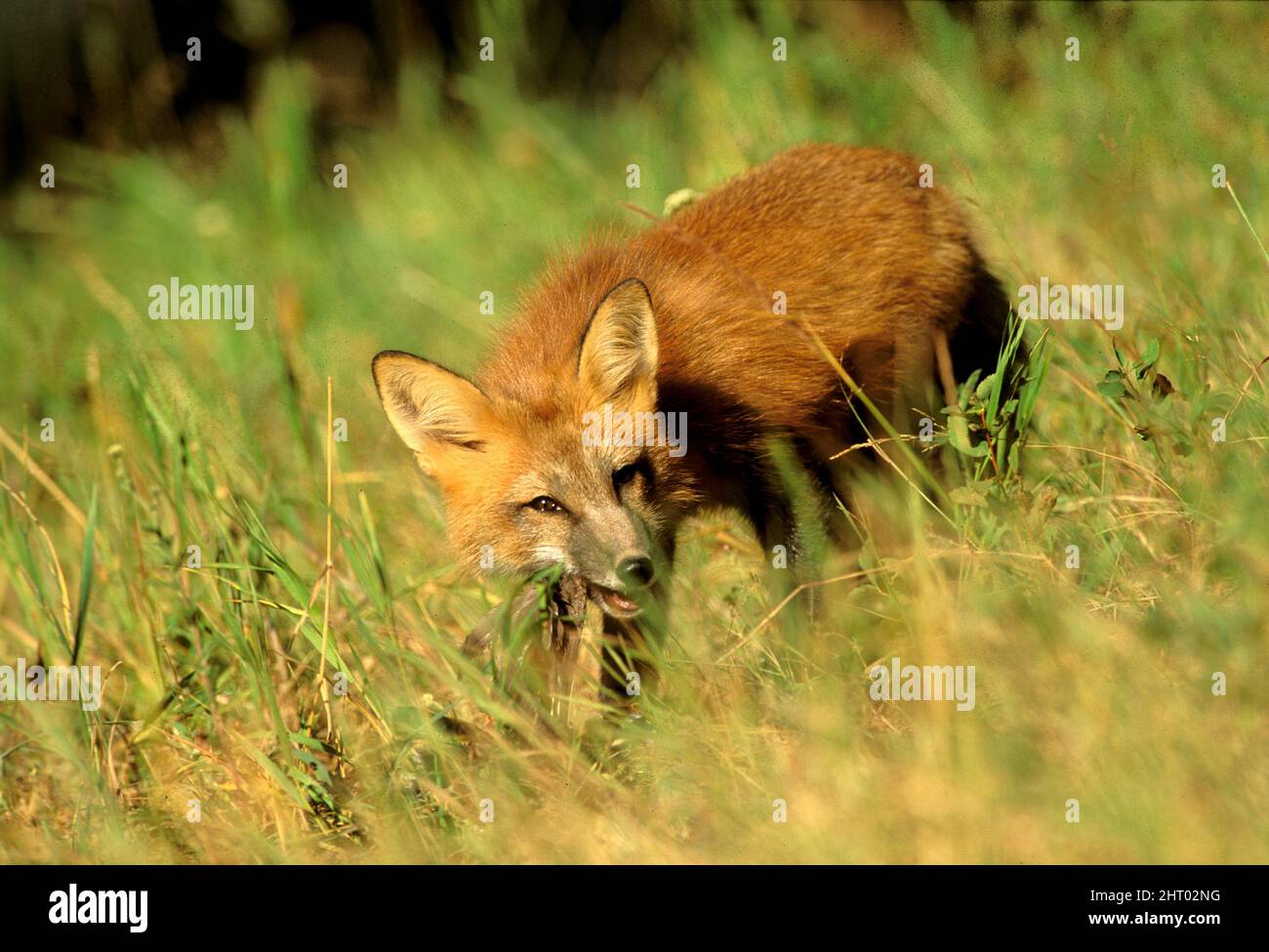 Red fox (Vulpes vulpes), eating Grouse. Montana, USA Stock Photo - Alamy