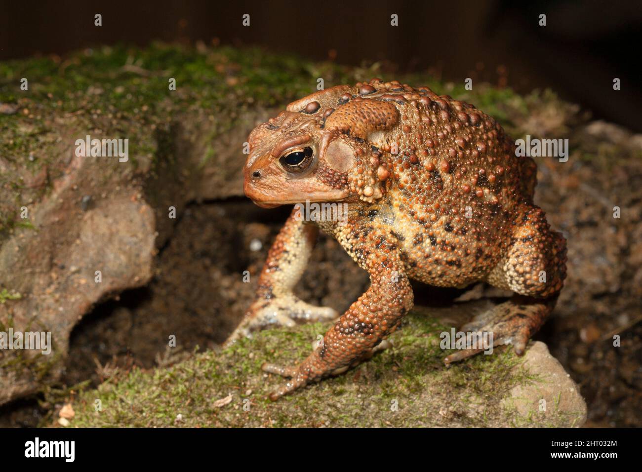 American toad (Bufo americanus), in defensive posture. central Pennsylvania, United States Stock Photo