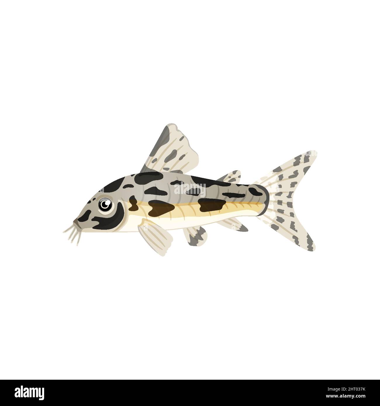 Aquarium catfish,single illustration of freshwater fish in realistic cartoon. Stock Vector
