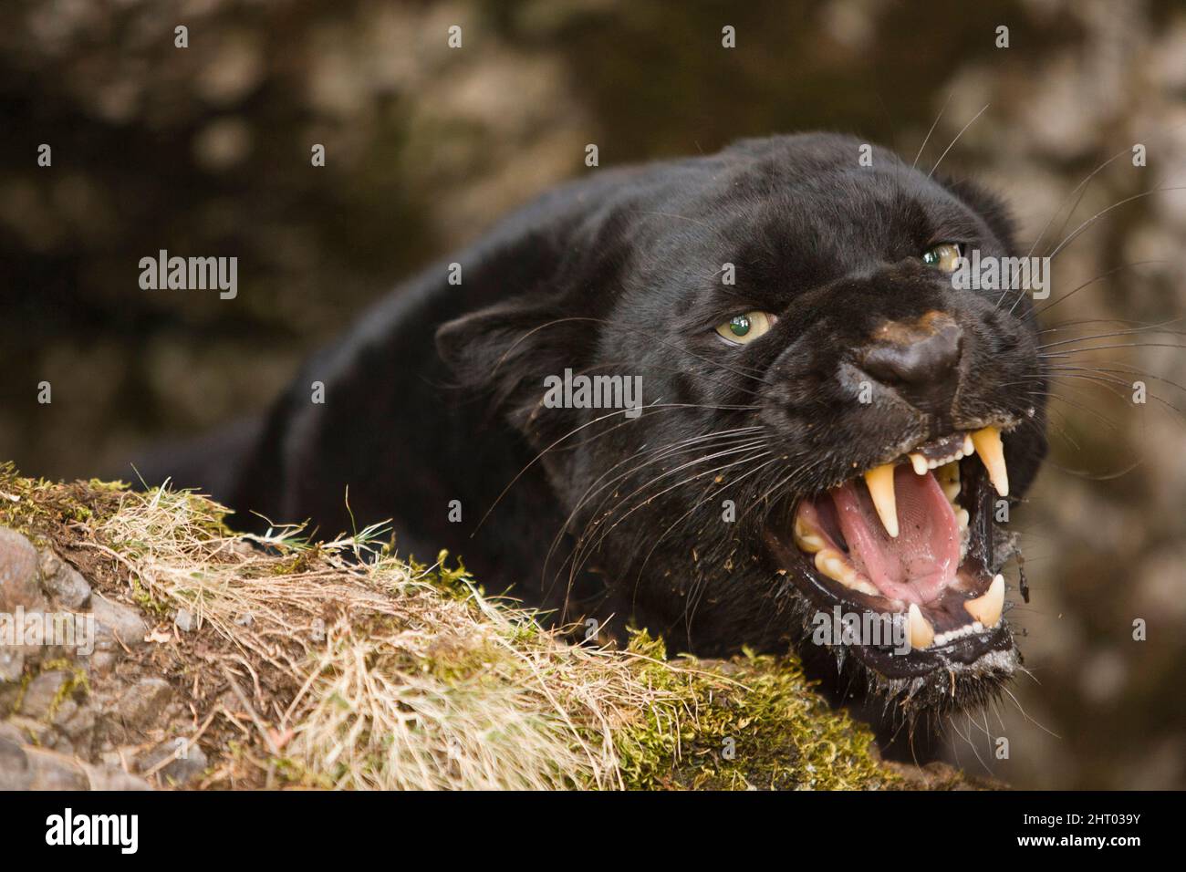 Black Leopards in India I Myths around Black Panther